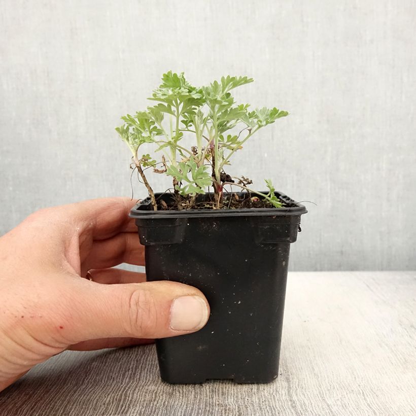 Exemplaar van Absintalsem BIO - Artemisia absinthium Kweekpotje van 7/8 cm zoals geleverd in de lente