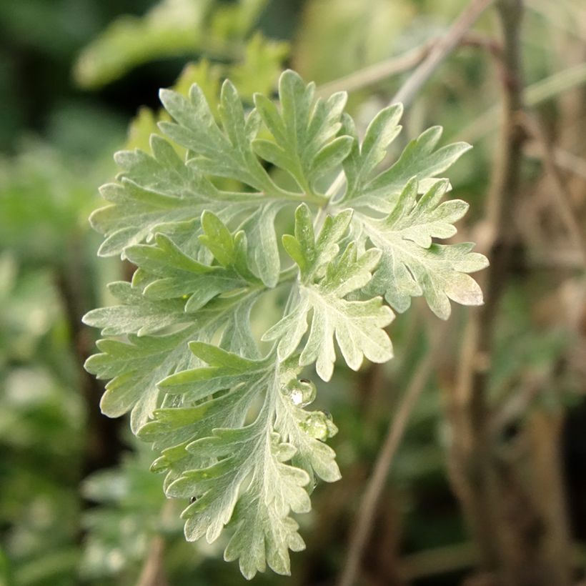 Absintalsem - Artemisia absinthium (Blad)