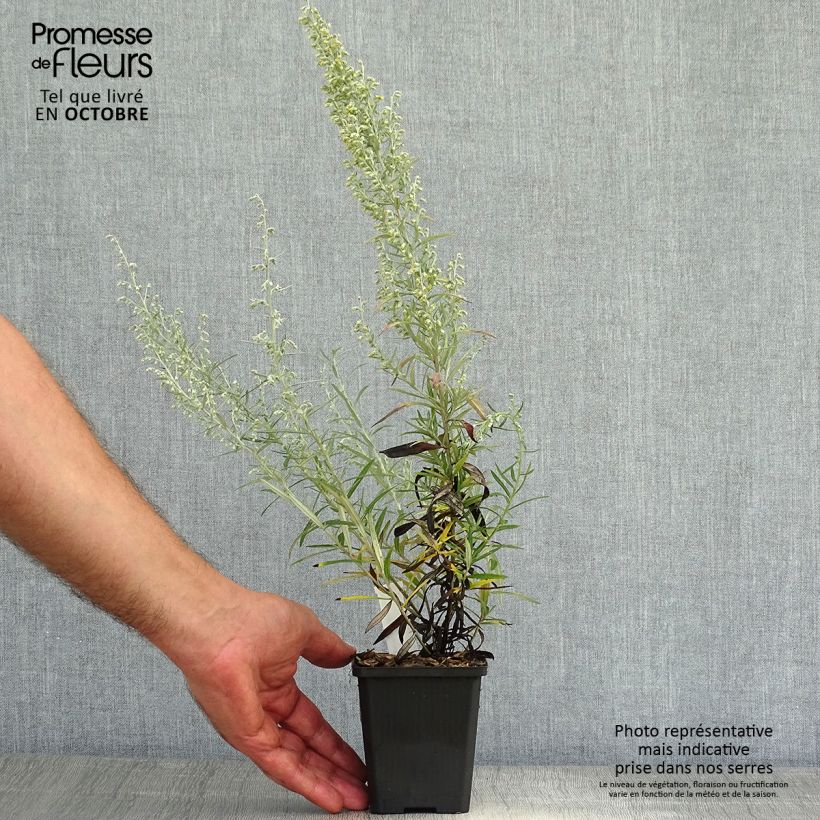 Exemplaar van Artemisia stelleriana Boughton Silver - Alsem Kweekpotje van 8/9 cm zoals geleverd in de herfst