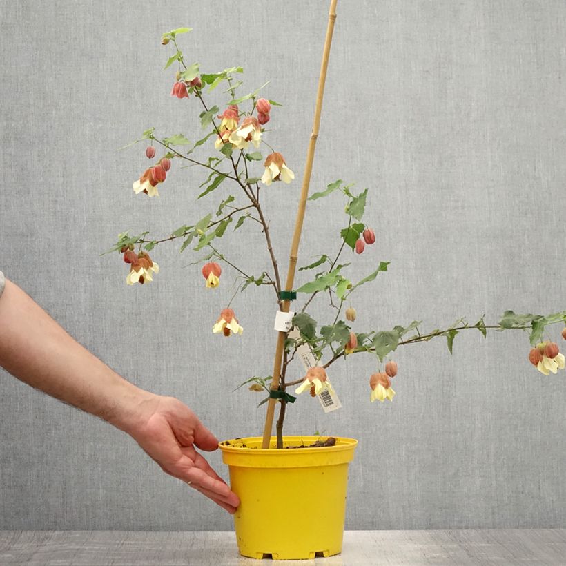 Exemplaar van Abutilon megapotamicum - Belgische vlag Pot van 3 l/4 l zoals geleverd in de zomer