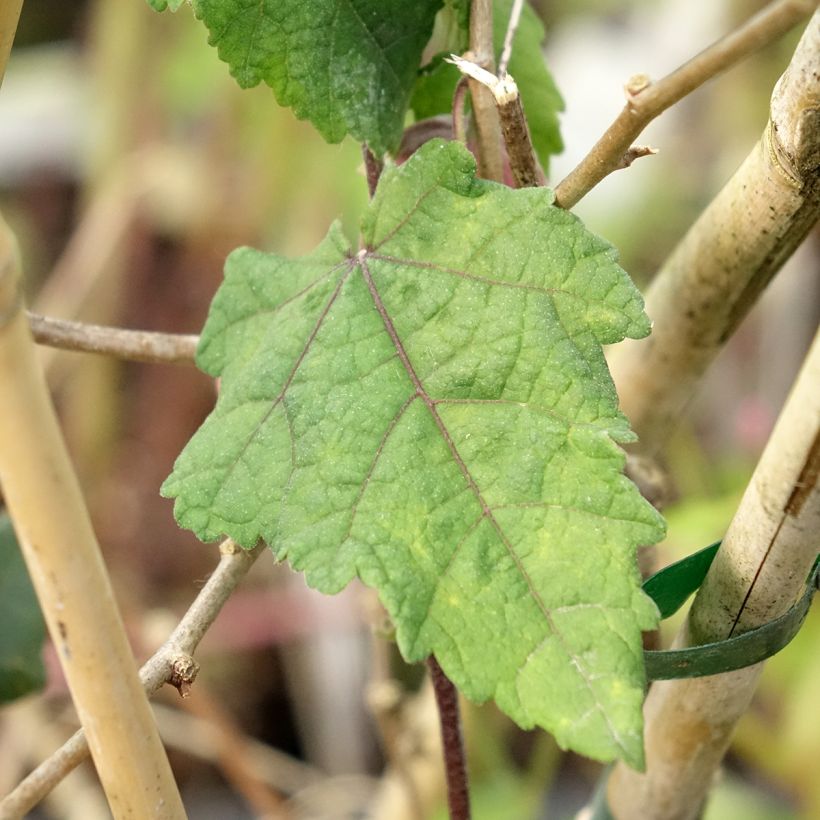 Abutilon megapotamicum Ines - Belgische vlag (Blad)