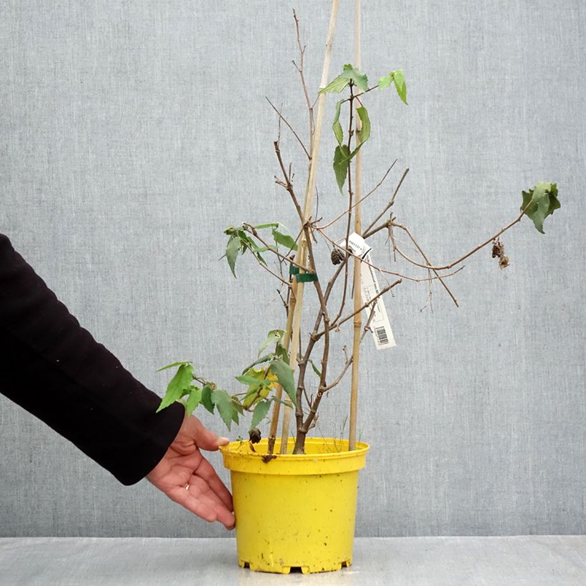 Exemplaar van Abutilon megapotamicum Ines - Belgische vlag Pot van 3 l/4 l zoals geleverd in de herfst