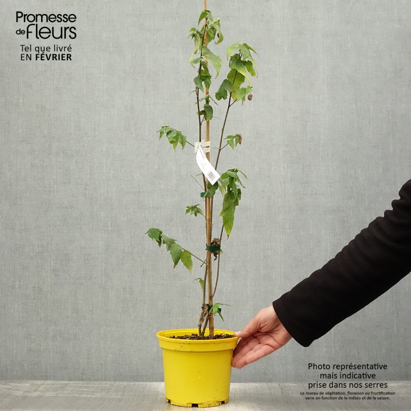Exemplaar van Abutilon megapotamicum Ines - Belgische vlag Pot van 3 l/4 l zoals geleverd in de winter