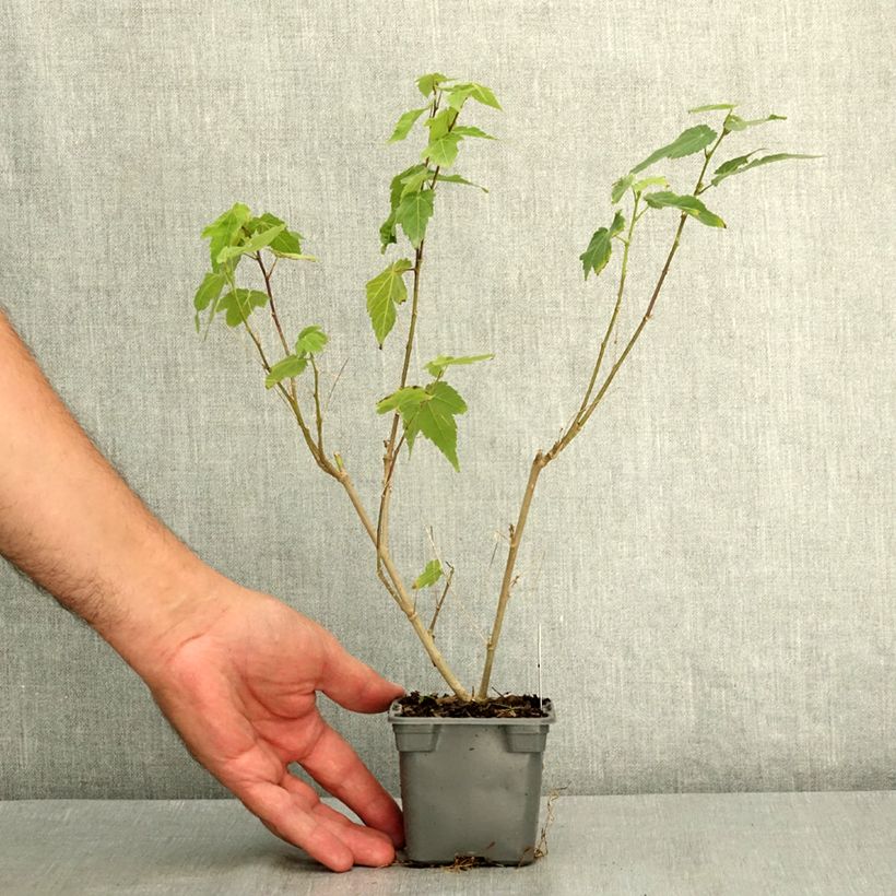 Exemplaar van Abutilon megapotamicum Red Trumpet - Belgische vlag Kweekpotje van 8/9 cm zoals geleverd in de zomer