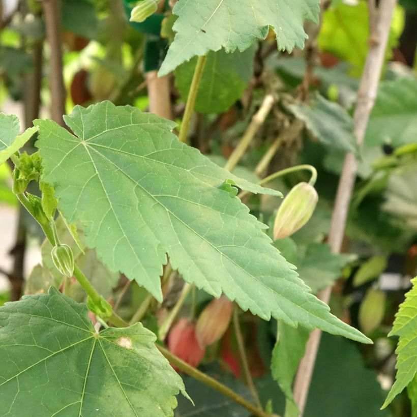 Abutilon Pink Charm - Belgische vlag (Blad)