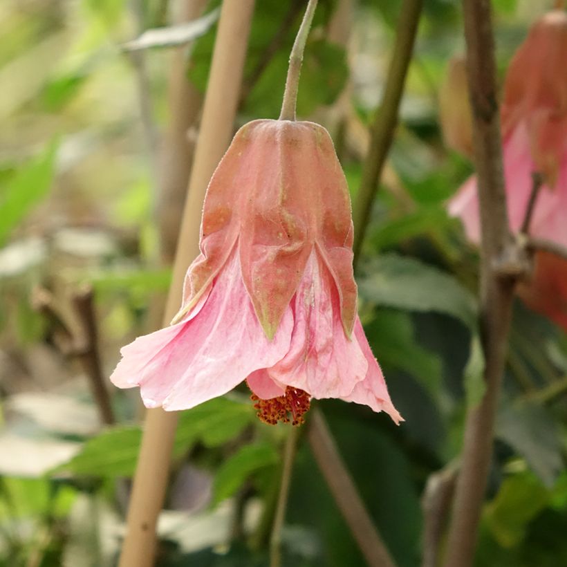 Abutilon Pink Charm - Belgische vlag (Bloei)