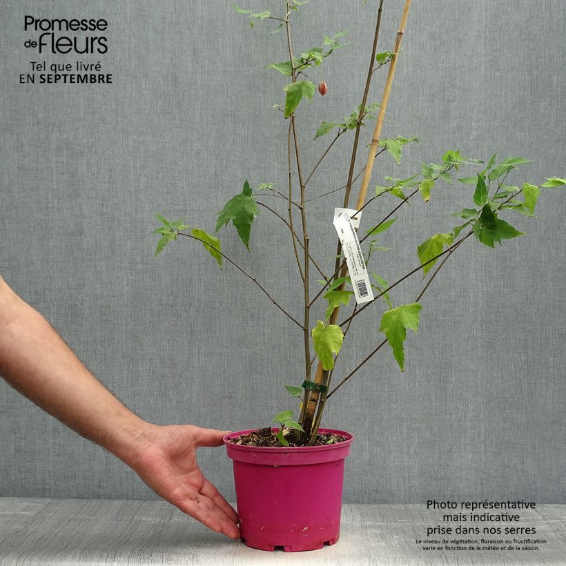 Exemplaar van Abutilon Pink Charm - Belgische vlag Pot van 3 l/4 l zoals geleverd in de herfst