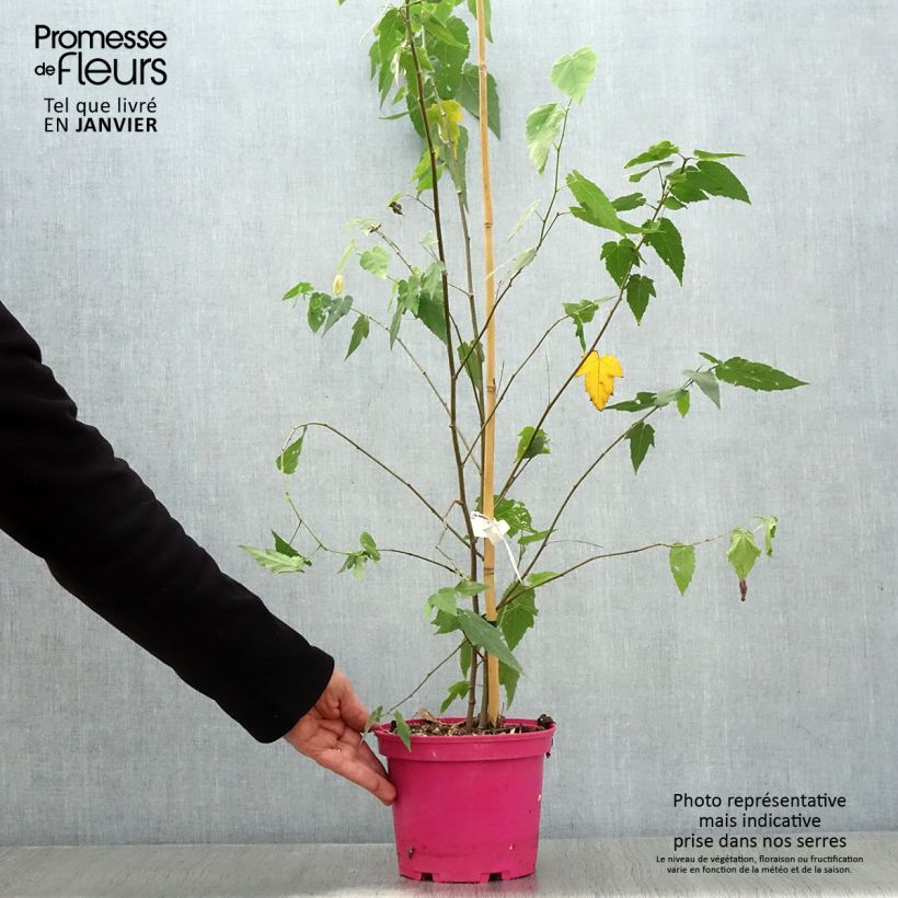 Exemplaar van Abutilon Pink Charm Pot de 3L/4L zoals geleverd in de winter