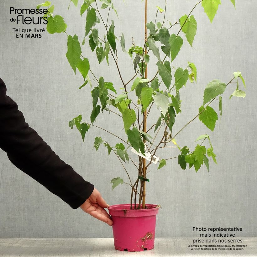 Exemplaar van Abutilon Pink Charm - Belgische vlag Pot van 3 l/4 l zoals geleverd in de lente