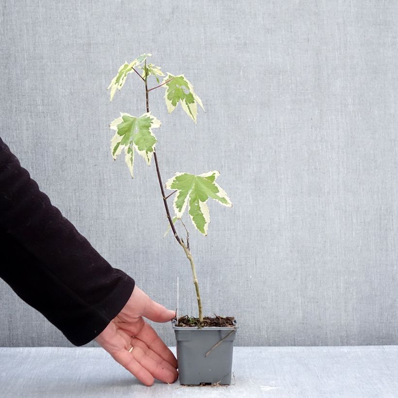 Exemplaar van Abutilon Souvenir de Bonn - Chinese lantaarn Kweekpotje van 8/9 cm zoals geleverd in de winter