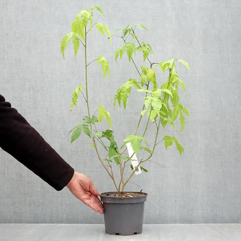 Exemplaar van Abutilon striatum Redvein - Chinese lantaarn Pot van 3 l/4 l zoals geleverd in de herfst