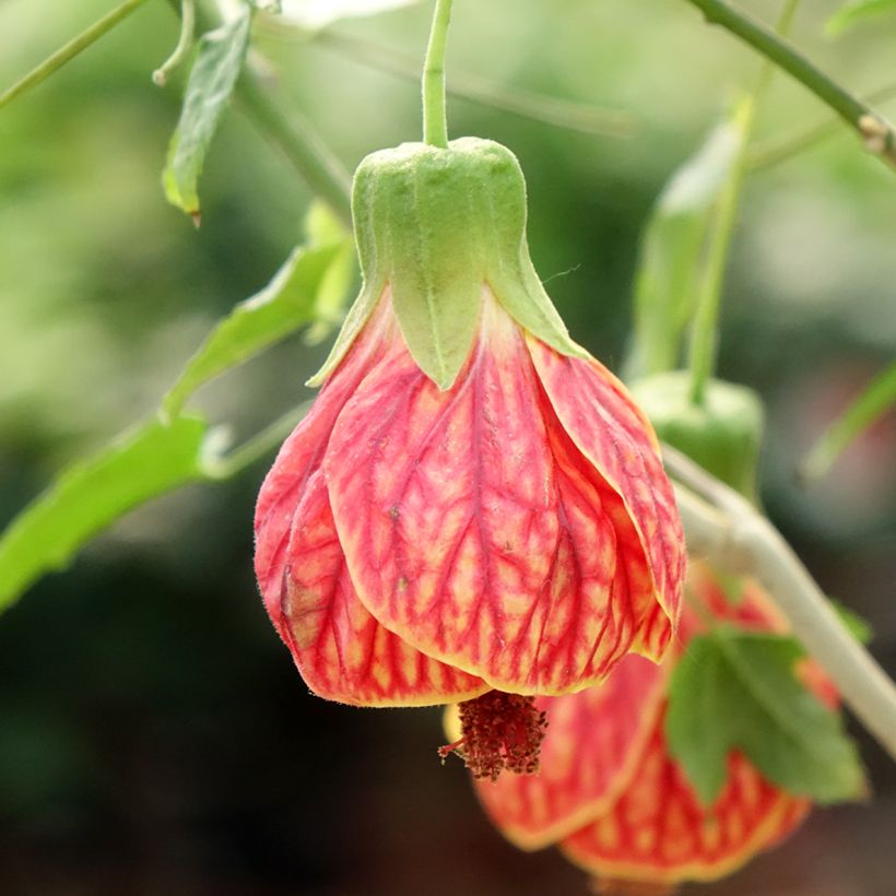 Abutilon striatum Redvein - Chinese lantaarn (Bloei)