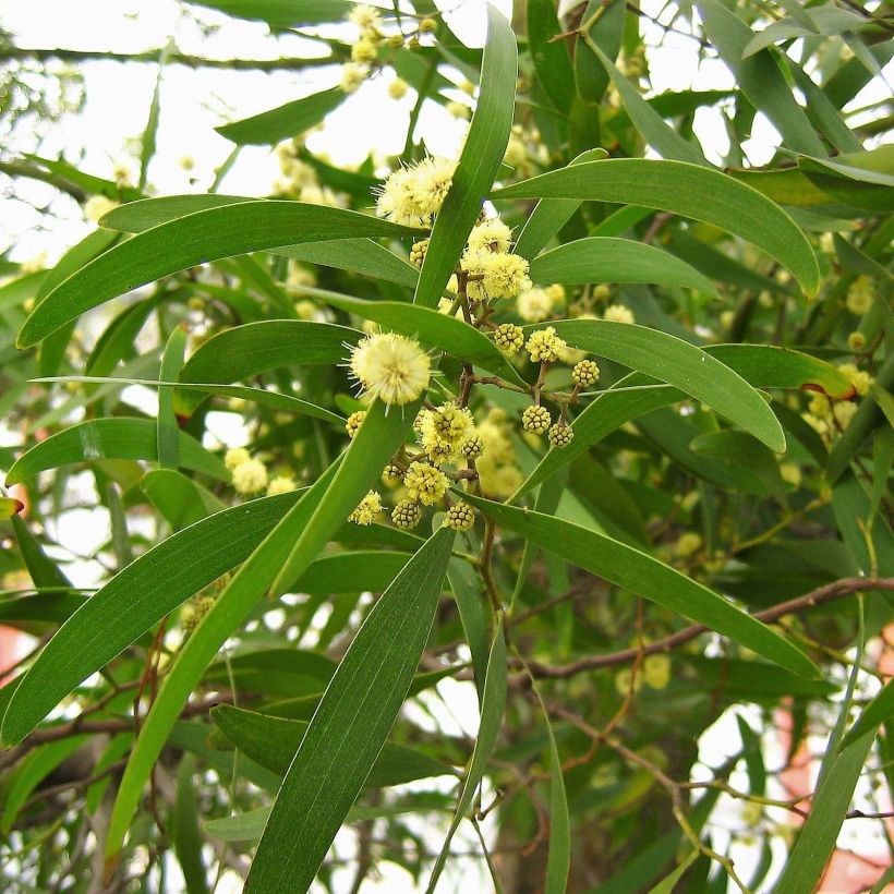 Acacia melanoxylon - Mimosa (Foliage)