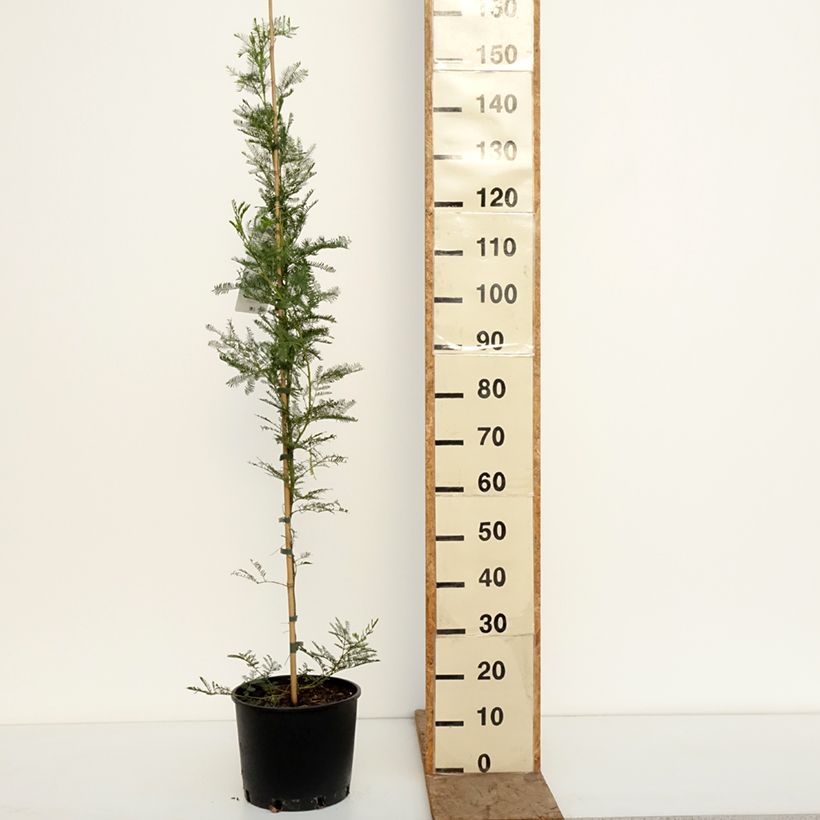Exemplaar van Acacia baileyana - Mimosa Pot van 7,5 l/10 l zoals geleverd in de winter