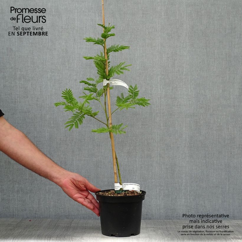 Exemplaar van Acacia dealbata Gaulois Astier - Mimosa Pot van 2 l/3 l zoals geleverd in de herfst