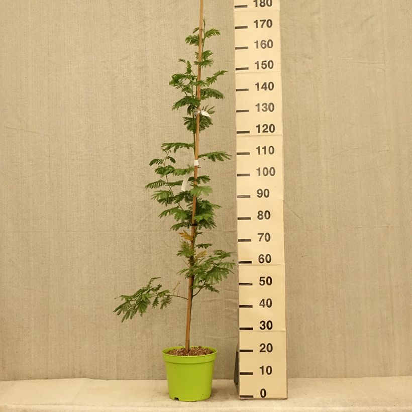 Exemplaar van Acacia dealbata Gaulois Astier - Mimosa Pot van 7,5 l/10 l, Kroonhoogte zoals geleverd in de zomer
