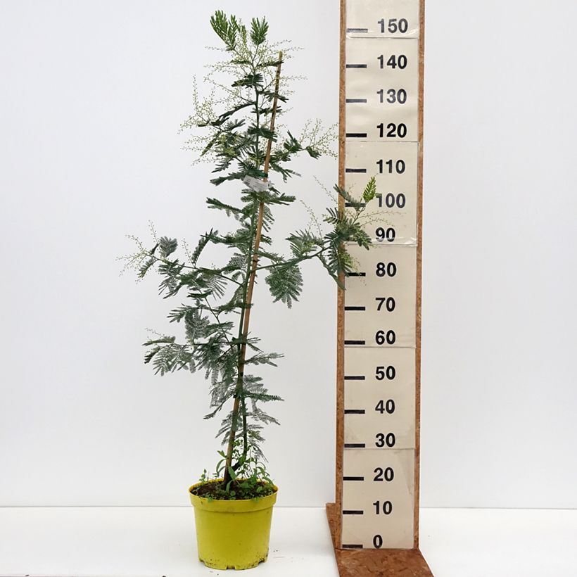 Exemplaar van Acacia dealbata Gaulois Astier - Mimosa Pot van 7,5 l/10 l, Kroonhoogte zoals geleverd in de winter