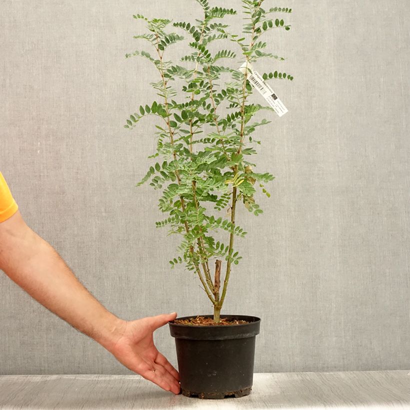 Exemplaar van Caragana arborescens - Erwtenstruik Pot van 2 l/3 l zoals geleverd in de zomer