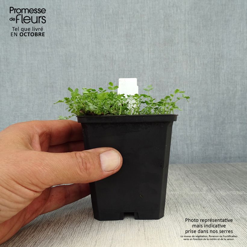 Exemplaar van Acaena buchananii - Stekelnootje Kweekpotje van 8/9 cm zoals geleverd in de herfst