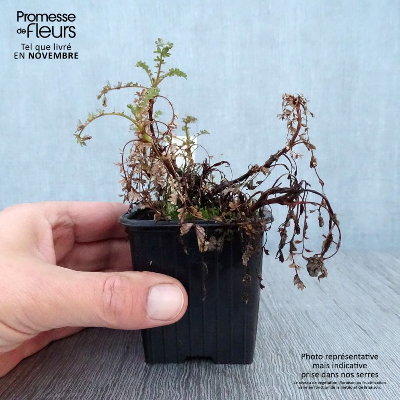 Exemplaar van Acaena saccaticupula Blue Haze - Stekelnootje Kweekpotje van 8/9 cm zoals geleverd in de herfst