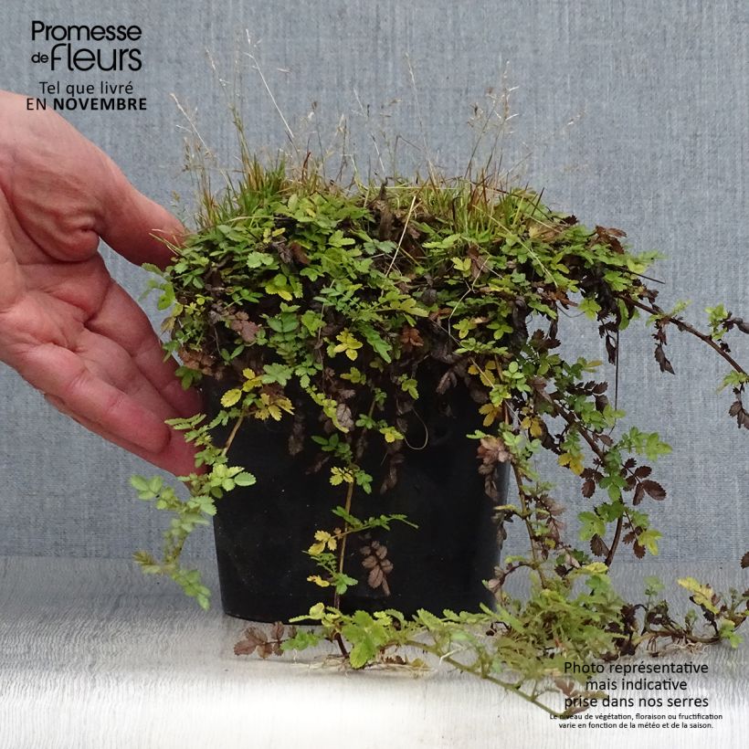 Exemplaar van Acaena magellanica - Stekelnootje Pot van 2 l/3 l zoals geleverd in de herfst