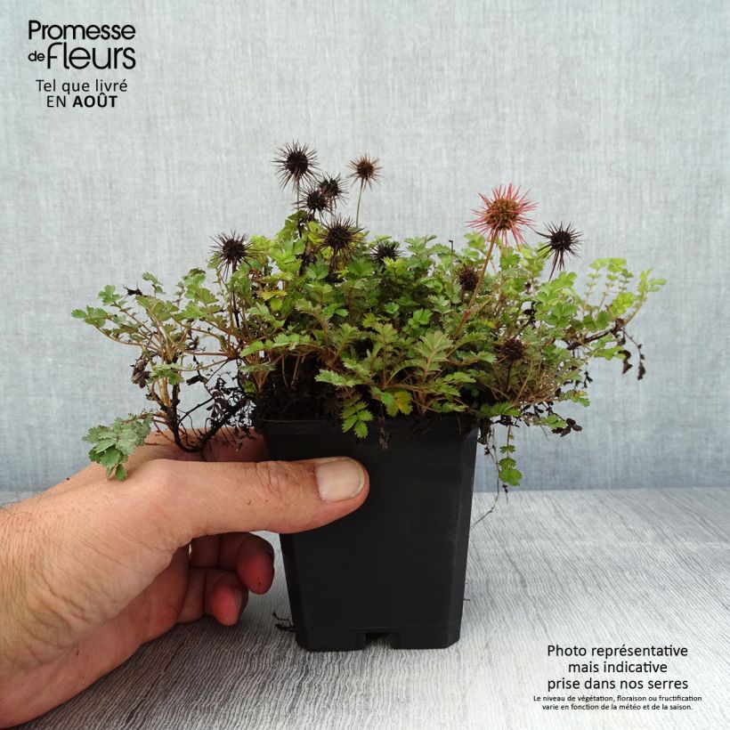 Exemplaar van Acaena microphylla - Stekelnootje Kweekpotje van 8/9 cm zoals geleverd in de zomer