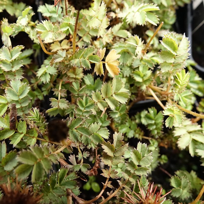 Acaena microphylla - Stekelnootje (Blad)