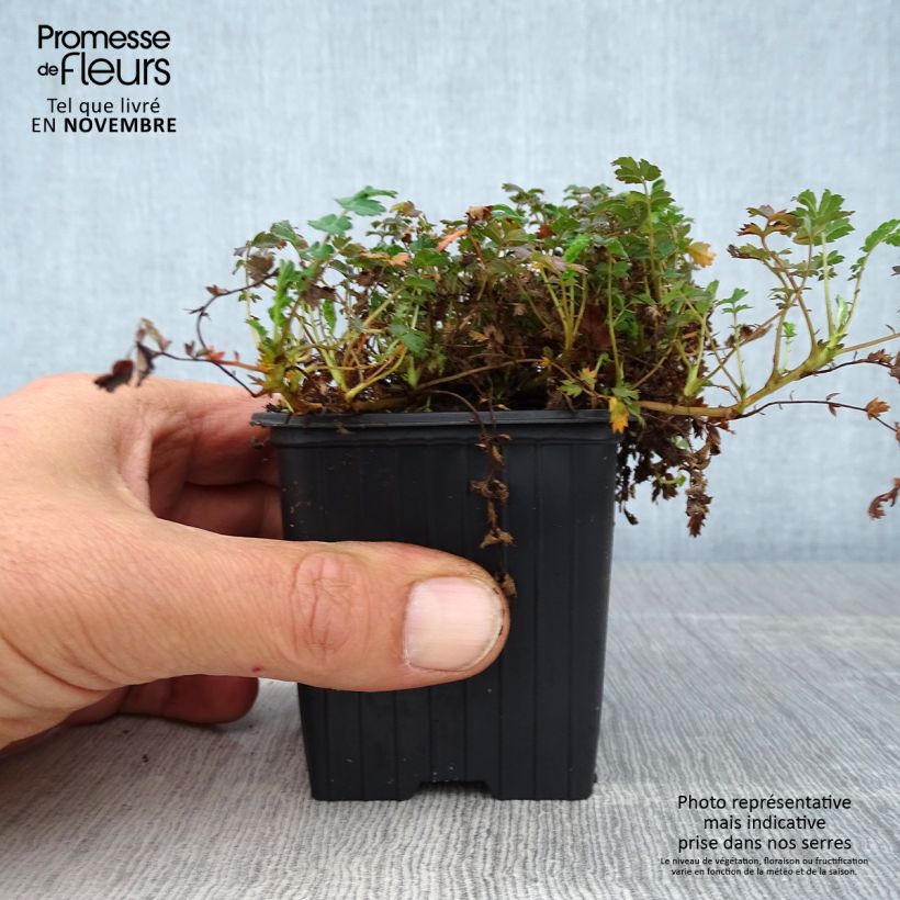 Exemplaar van Acaena microphylla Dichte Matte - Stekelnootje Kweekpotje van 8/9 cm zoals geleverd in de herfst