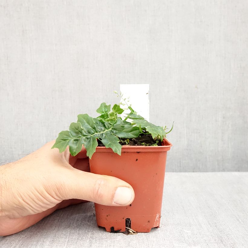 Exemplaar van Acanthus Morning Candle - Berenklauw Kweekpotje van 8/9 cm zoals geleverd in de herfst