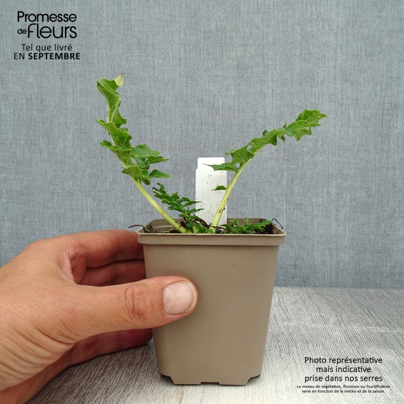 Exemplaar van Acanthus Morning Candle - Berenklauw Kweekpotje van 8/9 cm zoals geleverd in de zomer