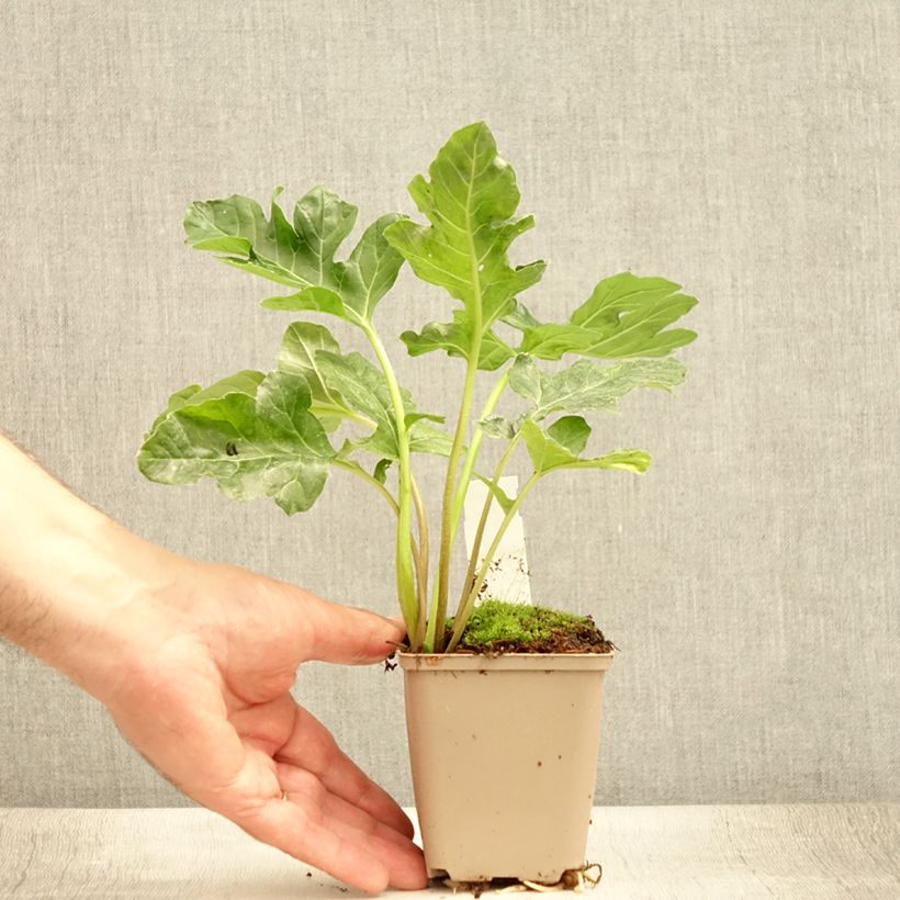 Exemplaar van Acanthus mollis Latifolius - Berenklauw Kweekpotje van 8/9 cm zoals geleverd in de zomer