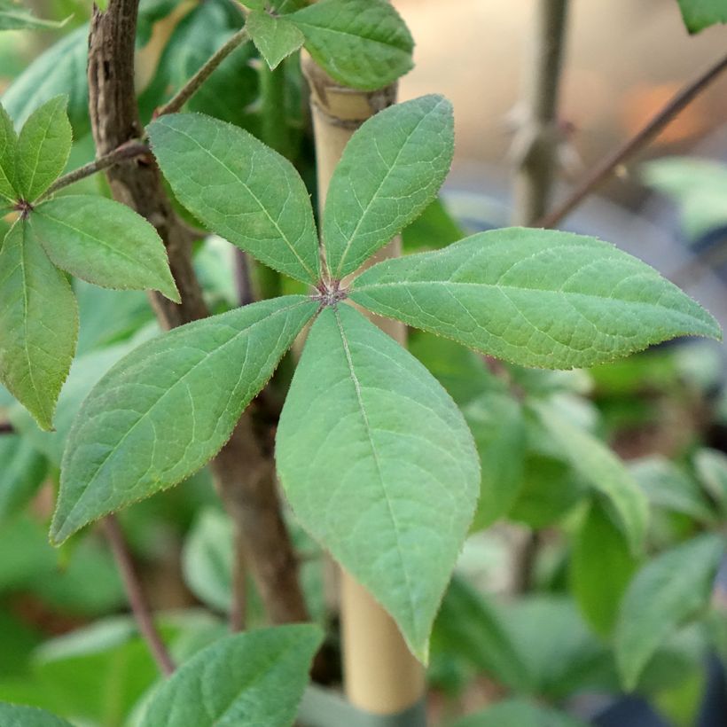 Acanthopanax henryi - Siberische ginseng (Blad)