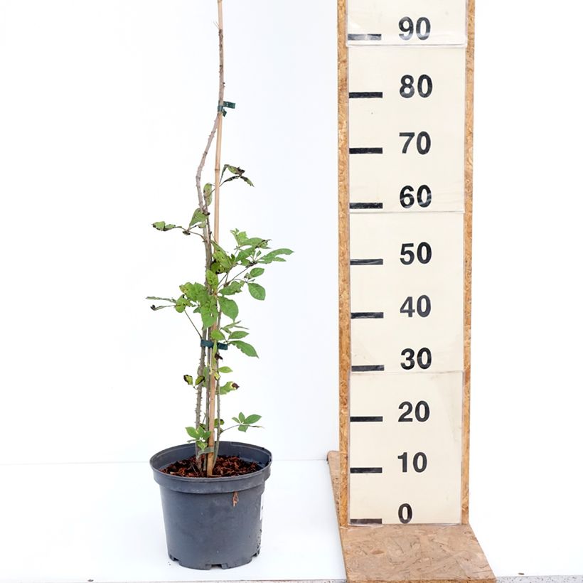 Exemplaar van Acanthopanax henryi - Siberische ginseng Pot van 4 l/5 l zoals geleverd in de herfst