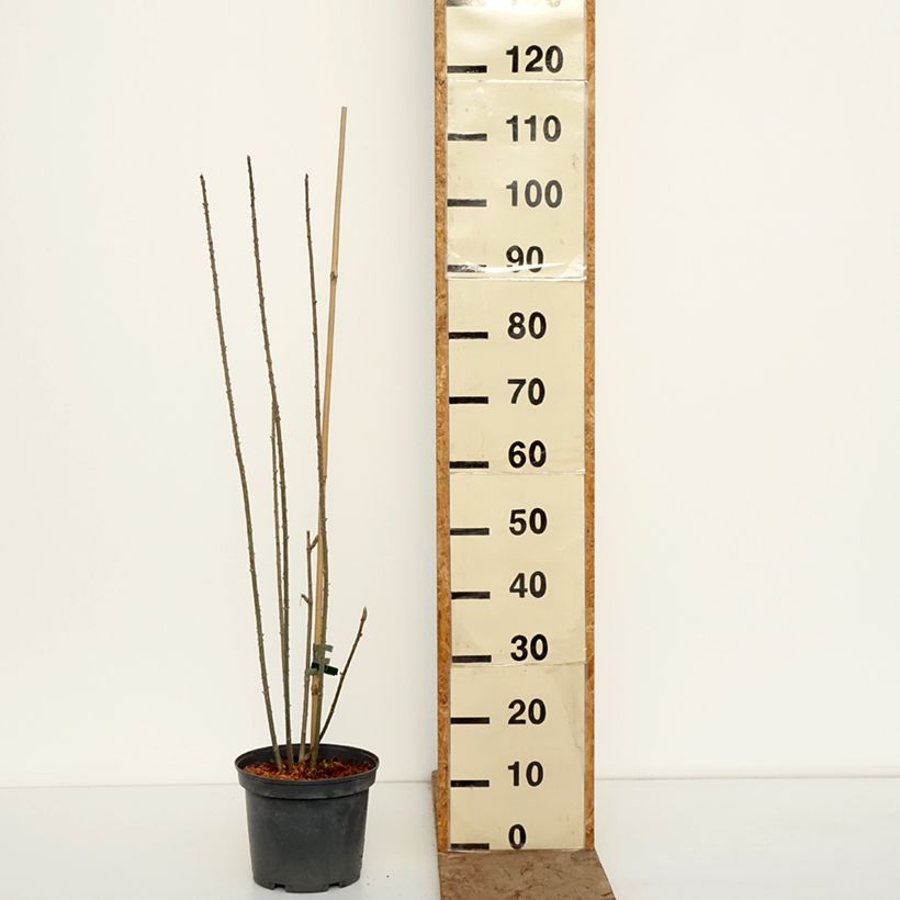 Exemplaar van Acanthopanax henryi - Siberische ginseng Pot van 4 l/5 l zoals geleverd in de winter