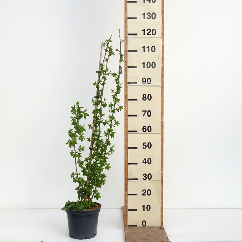 Exemplaar van Acanthopanax henryi - Siberische ginseng Pot van 4 l/5 l zoals geleverd in de lente