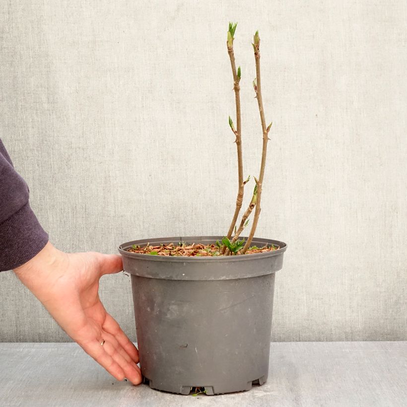 Exemplaar van Acanthopanax henryi Nana - Siberische ginseng Pot van 3 l/4 l zoals geleverd in de lente