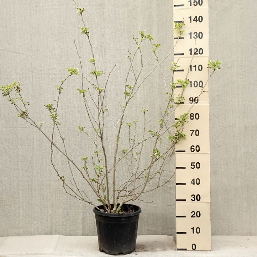 Exemplaar van Acanthopanax sieboldii Variegatus - Eleutherococcus Pot van 12 l/15 l zoals geleverd in de zomer