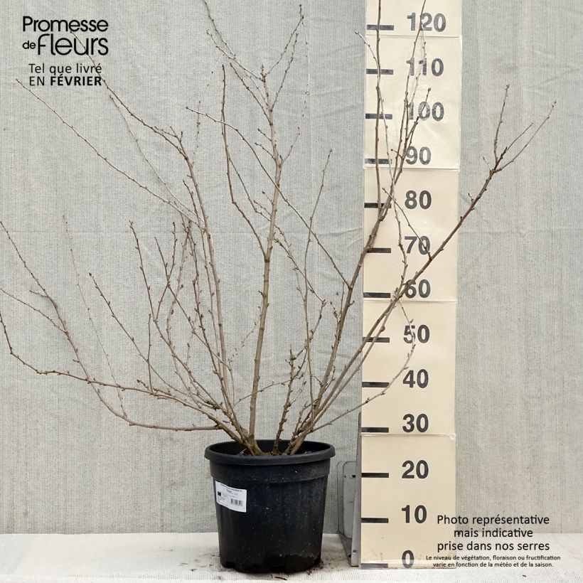 Exemplaar van Acanthopanax sieboldii Variegatus - Eleutherococcus Pot van 12 l/15 l zoals geleverd in de winter