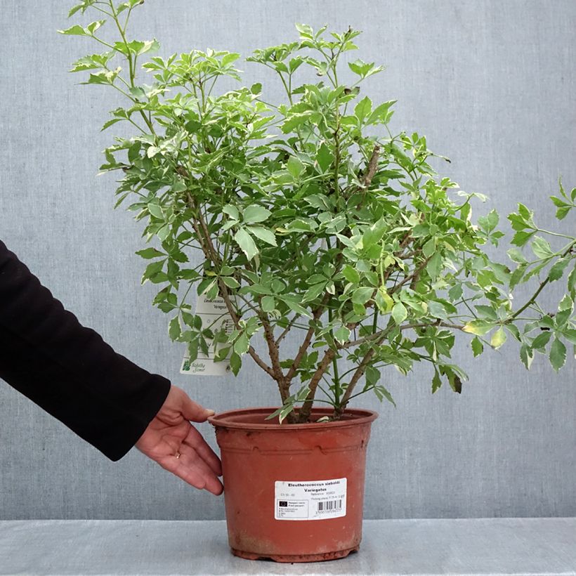 Exemplaar van Acanthopanax sieboldii Variegatus - Eleutherococcus Pot van 4 l/5 l zoals geleverd in de herfst