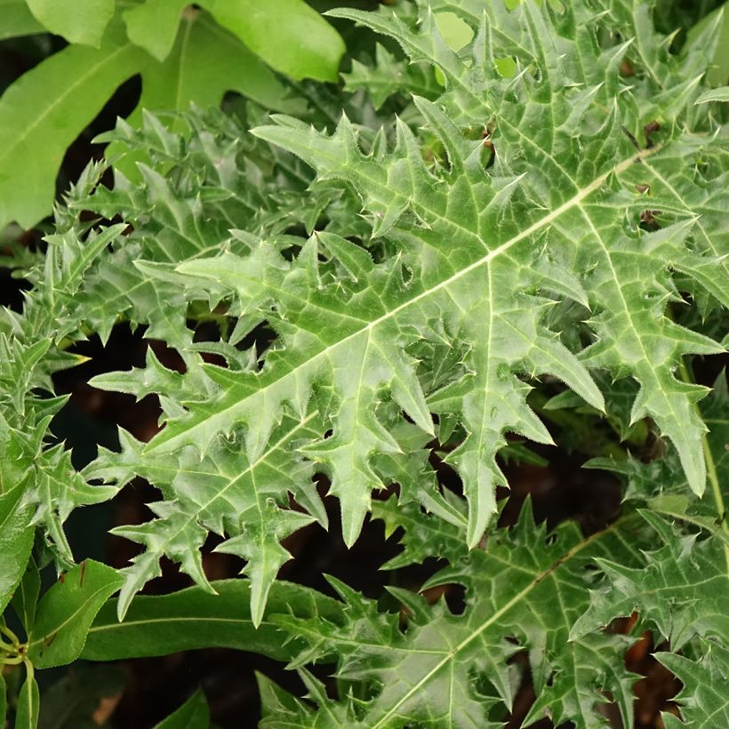 Acanthus hirsutus subsp. syriacus - Hongaarse berenklauw (Blad)
