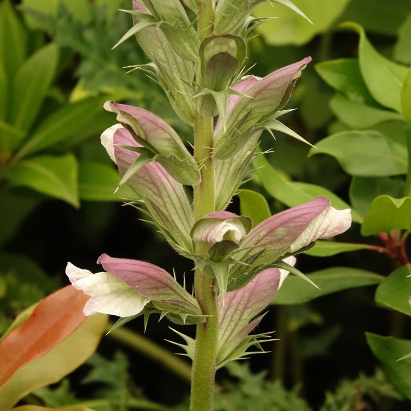 Acanthus hirsutus subsp. syriacus - Hongaarse berenklauw (Bloei)