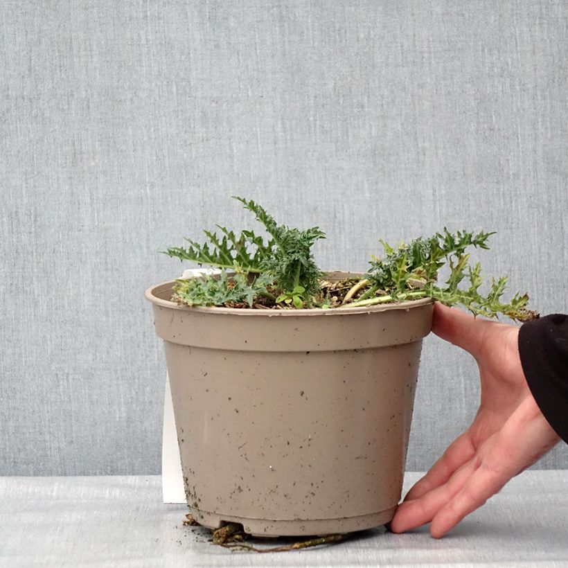 Exemplaar van Acanthus hirsutus subsp. syriacus - Acanthe Pot de 4L/5L zoals geleverd in de winter