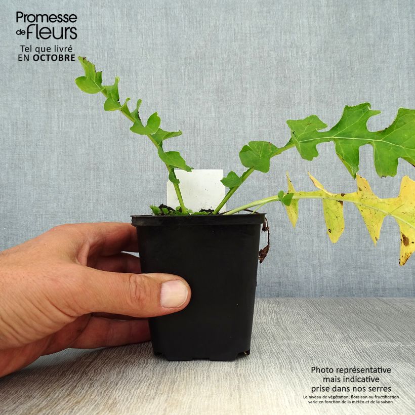 Exemplaar van Acanthus hungaricus White Lips - Hongaarse berenklauw Kweekpotje van 8/9 cm zoals geleverd in de herfst