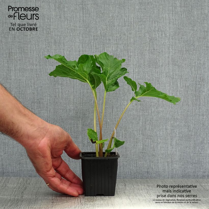 Exemplaar van Acanthus mollis - Berenklauw Kweekpotje van 7/8 cm zoals geleverd in de herfst