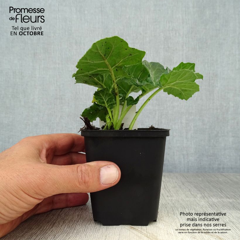 Exemplaar van Acanthus mollis Rue Ledan - Berenklauw Kweekpotje van 8/9 cm zoals geleverd in de herfst