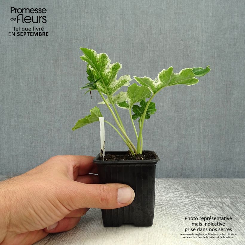 Exemplaar van Acanthus mollis Tasmanian Angel - Berenklauw Kweekpotje van 8/9 cm zoals geleverd in de herfst