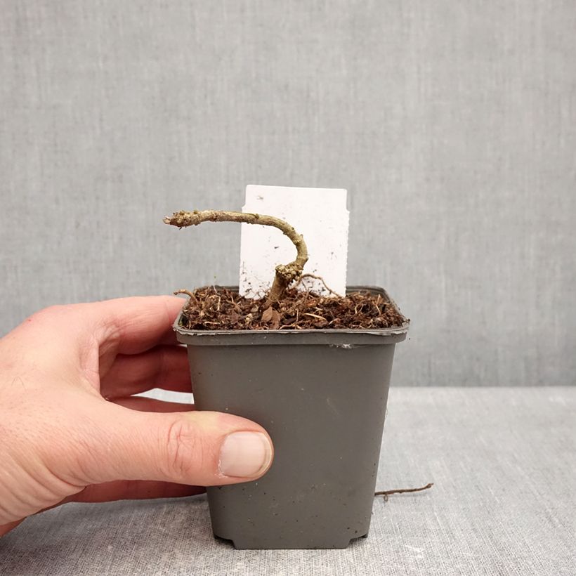 Exemplaar van Acanthus sennii Kweekpotje van 8/9 cm zoals geleverd in de winter