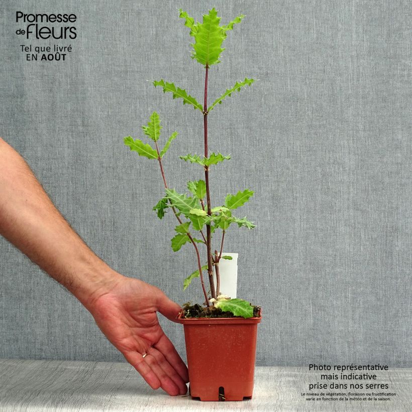 Exemplaar van Acanthus sennii Pot van 1 l/1,5 l zoals geleverd in de zomer