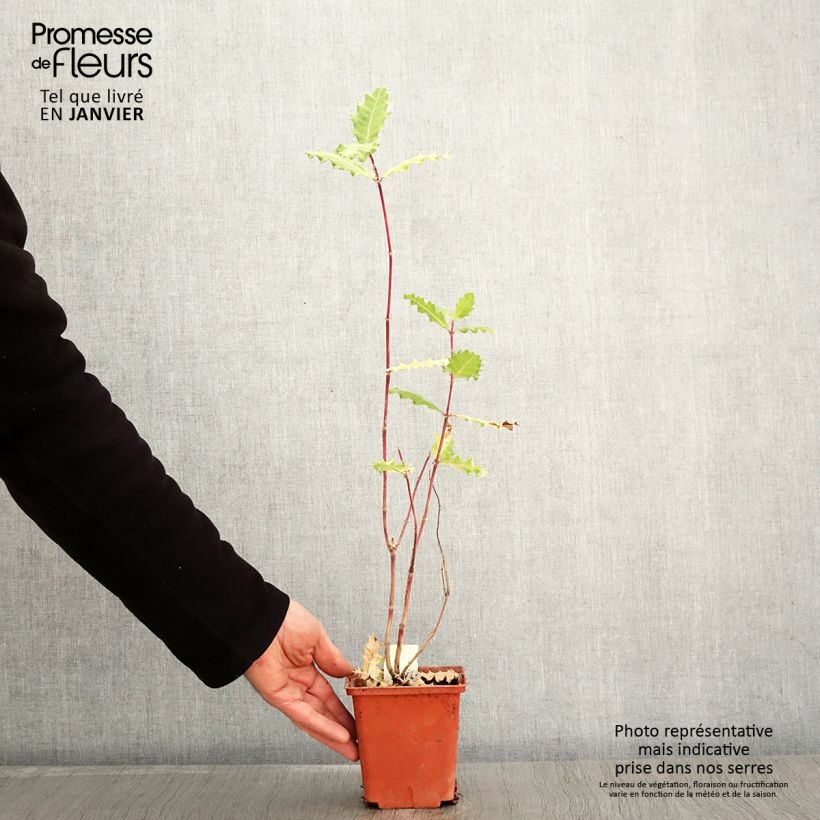 Exemplaar van Acanthus sennii Pot van 1 l/1,5 l zoals geleverd in de winter