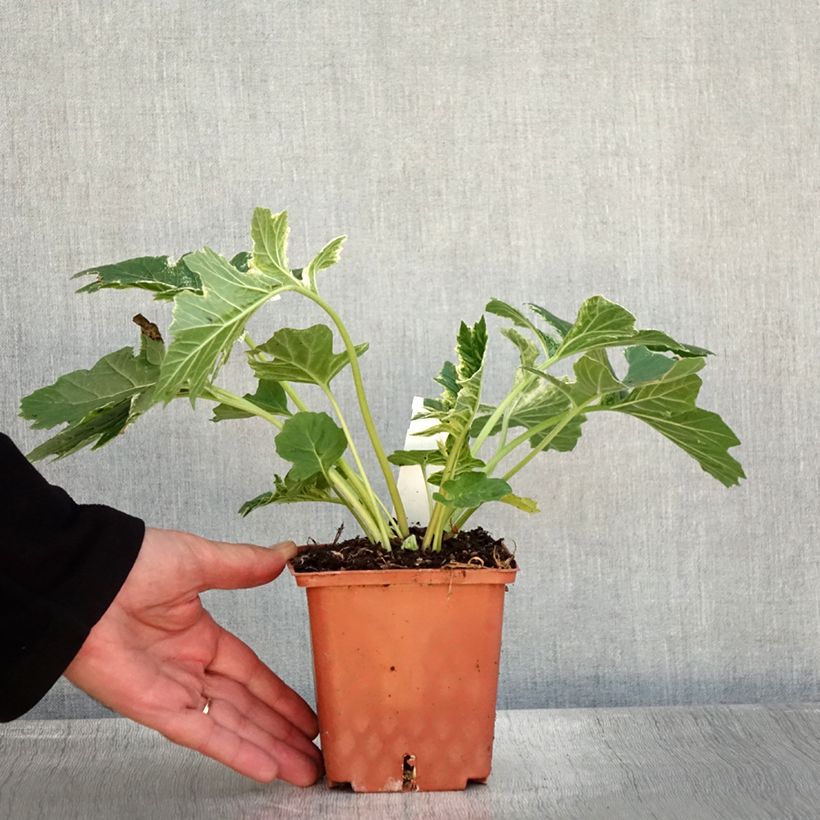 Exemplaar van Acanthus mollis Whitewater - Berenklauw Pot van 1 l/1,5 l zoals geleverd in de herfst